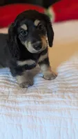 Pinocchio, a male Miniature Dachshund for sale in Rural Retreat, VA – 7 of 7