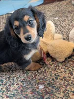 Gucci bloom, a female Miniature Dachshund for sale in Rural Retreat, VA – 4 of 5
