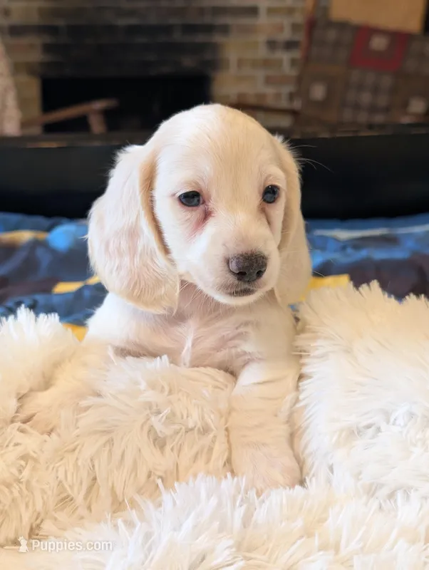 Breezy – Miniature Dachshund puppy for sale in Rural Retreat, VA