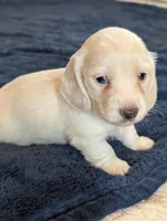 Breezy, a male Miniature Dachshund for sale in Rural Retreat, VA – Photo 5 of 10