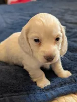 Breezy, a male Miniature Dachshund for sale in Rural Retreat, VA – Photo 3 of 10