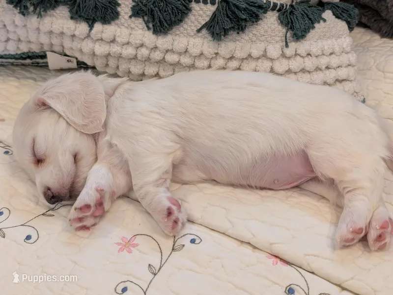 Breezy – Miniature Dachshund puppy for sale in Rural Retreat, VA