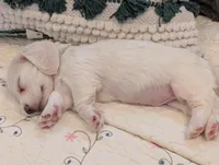 Breezy, a male Miniature Dachshund for sale in Rural Retreat, VA – Photo 1 of 10