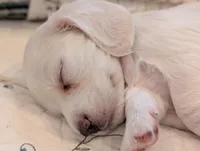 Breezy, a male Miniature Dachshund for sale in Rural Retreat, VA – Photo 6 of 10