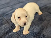 Breezy, a male Miniature Dachshund for sale in Rural Retreat, VA – Photo 9 of 10