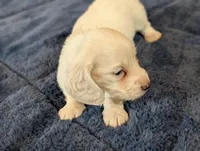 Breezy, a male Miniature Dachshund for sale in Rural Retreat, VA – Photo 8 of 10