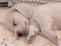 Breezy, a male Miniature Dachshund for sale in Rural Retreat, VA – Photo 4 of 10