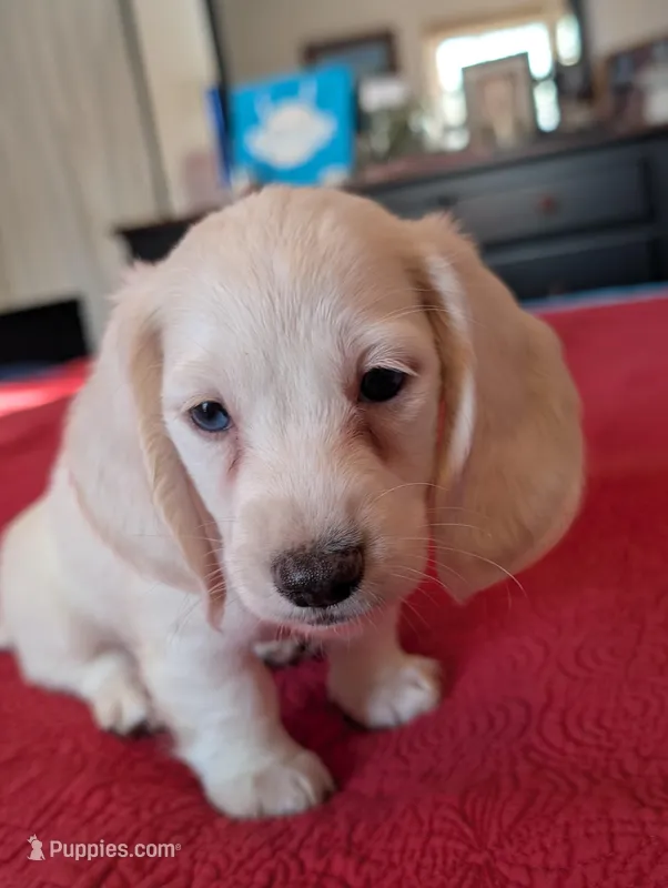 Breezy – Miniature Dachshund puppy for sale in Rural Retreat, VA