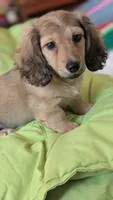 Jiff, a male Miniature Dachshund for sale in Rural Retreat, VA – 3 of 8