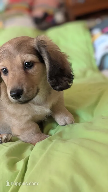 Jiff – Miniature Dachshund puppy for sale in Rural Retreat, VA