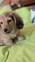 Jiff, a male Miniature Dachshund for sale in Rural Retreat, VA – 1 of 8