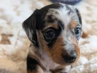 Blue's clues, a male Miniature Dachshund for sale in Rural Retreat, VA – Photo 7 of 7