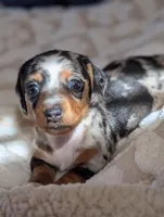 Blue's clues, a male Miniature Dachshund for sale in Rural Retreat, VA – Photo 2 of 7