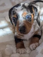 Blue's clues, a male Miniature Dachshund for sale in Rural Retreat, VA – Photo 1 of 7