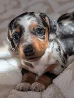 Blue's clues, a male Miniature Dachshund for sale in Rural Retreat, VA – Photo 4 of 7