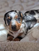 Blue's clues, a male Miniature Dachshund for sale in Rural Retreat, VA – Photo 3 of 7