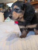 Snuggles , a male Miniature Dachshund for sale in Rural Retreat, VA – 6 of 8