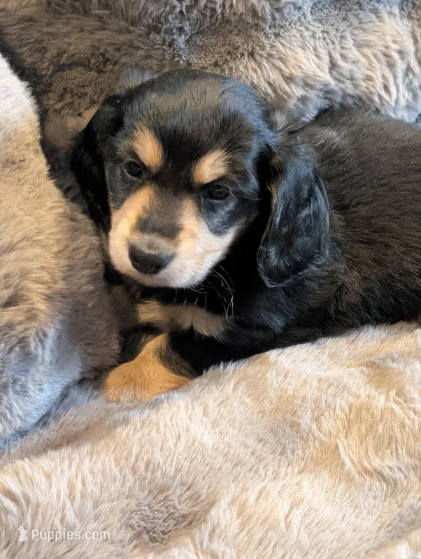 Brave Heart , a male Miniature Dachshund for sale in Rural Retreat, VA – Photo 1 of 8