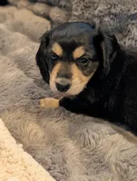 Brave Heart , a male Miniature Dachshund for sale in Rural Retreat, VA – Photo 2 of 8