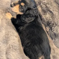 Brave Heart , a male Miniature Dachshund for sale in Rural Retreat, VA – Photo 3 of 7