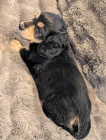 Brave Heart , a male Miniature Dachshund for sale in Rural Retreat, VA – Photo 6 of 8