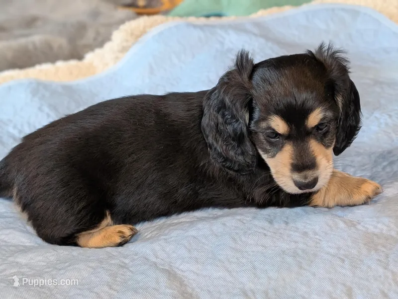 Brave Heart  – Miniature Dachshund puppy for sale in Rural Retreat, VA