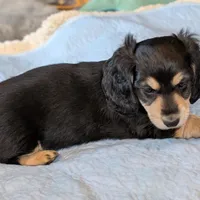 Brave Heart , a male Miniature Dachshund for sale in Rural Retreat, VA – Photo 1 of 7