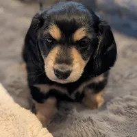 Brave Heart , a male Miniature Dachshund for sale in Rural Retreat, VA – Photo 4 of 7