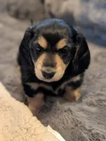 Brave Heart , a male Miniature Dachshund for sale in Rural Retreat, VA – Photo 5 of 8