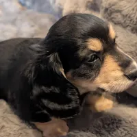 Brave Heart , a male Miniature Dachshund for sale in Rural Retreat, VA – Photo 2 of 7