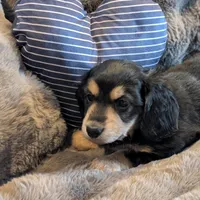 Brave Heart , a male Miniature Dachshund for sale in Rural Retreat, VA – Photo 7 of 7