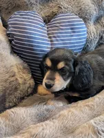 Brave Heart , a male Miniature Dachshund for sale in Rural Retreat, VA – Photo 8 of 8