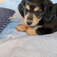 Brave Heart , a male Miniature Dachshund for sale in Rural Retreat, VA – Photo 6 of 7