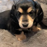 Brave Heart , a male Miniature Dachshund for sale in Rural Retreat, VA – Photo 5 of 7