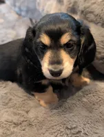 Brave Heart , a male Miniature Dachshund for sale in Rural Retreat, VA – Photo 7 of 8