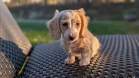 Pumpkin spice latte , a male Miniature Dachshund for sale in Rural Retreat, VA – 7 of 9