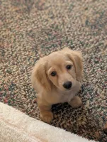 Cannoli, a female Miniature Dachshund for sale in Rural Retreat, VA – 7 of 8