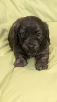 Ferraro, a male Miniature Dachshund for sale in Rural Retreat, VA – 6 of 7