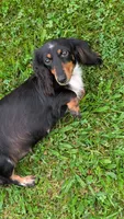 Daphne the Dachshund, a female Miniature Dachshund for sale in Rural Retreat, VA – 2 of 5
