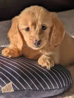 Dreamsicle, a male Miniature Dachshund for sale in Rural Retreat, VA – 4 of 4