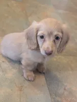 Chocolate base cream, a female Miniature Dachshund for sale in Rural Retreat, VA – 2 of 7