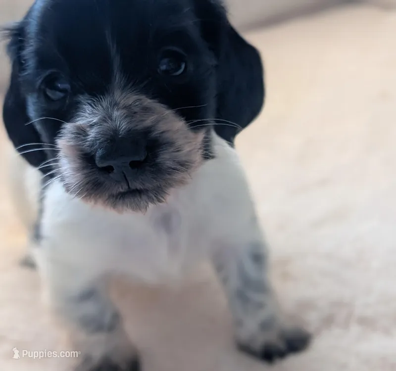 Gracie – Miniature Dachshund puppy for sale in Rural Retreat, VA