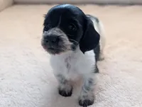 Gracie, a female Miniature Dachshund for sale in Rural Retreat, VA – Photo 3 of 10