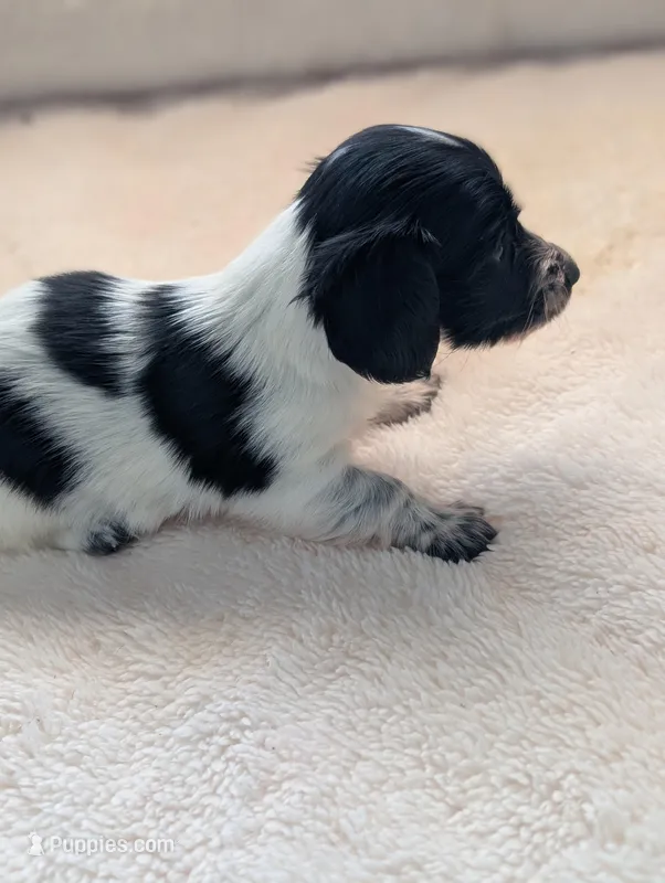 Gracie – Miniature Dachshund puppy for sale in Rural Retreat, VA