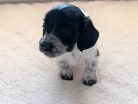 Gracie, a female Miniature Dachshund for sale in Rural Retreat, VA – Photo 5 of 10