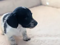 Gracie, a female Miniature Dachshund for sale in Rural Retreat, VA – Photo 2 of 10