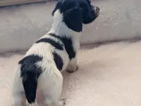 Gracie, a female Miniature Dachshund for sale in Rural Retreat, VA – Photo 8 of 10