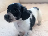 Gracie, a female Miniature Dachshund for sale in Rural Retreat, VA – Photo 6 of 10