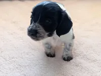 Gracie, a female Miniature Dachshund for sale in Rural Retreat, VA – Photo 4 of 10