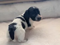 Gracie, a female Miniature Dachshund for sale in Rural Retreat, VA – Photo 9 of 10